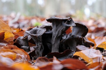 Group of late autumn mushrooms Craterellus cornucopioides (horn of plenty, black chanterelle,...