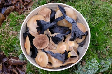 Bamboo bowl with late autumn  mushrooms: Craterellus cornucopioides (horn of plenty, black chanterelle, trompette de la mort) and  Kuehneromyces mutabilis (Pholiota mutabilis, sheathed woodtuft).