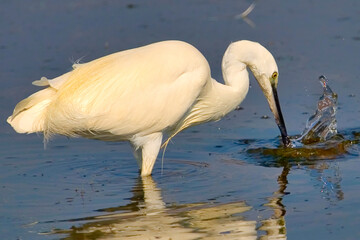 Little Egret, Egretta garzetta, Small Heron, Salinas de Santa Pola Natural Park, Alicante, Comunidad Valenciana, Spain, Europe
