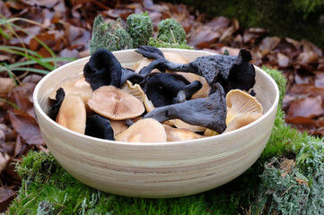 Bamboo bowl with late autumn  mushrooms: Craterellus cornucopioides (horn of plenty, black...