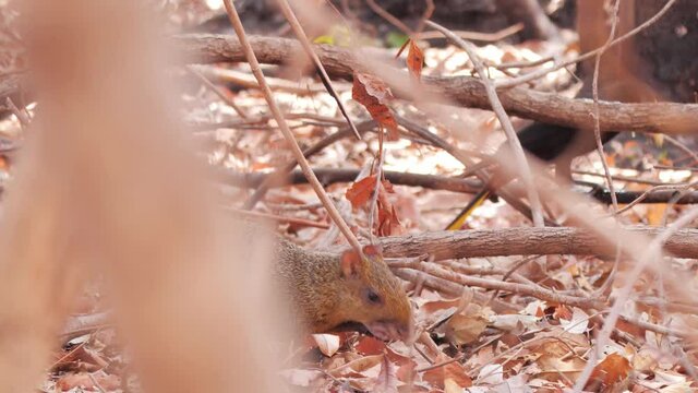 Agouti eating and bird on the background in Pantanal drought