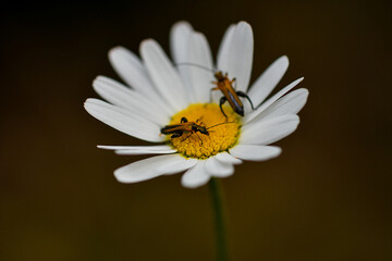 bee on daisy
