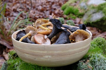 Bamboo bowl with late autumn  mushrooms: Craterellus tubaeformis (yellowfoot, funnel chanterelle),...