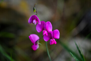 purple crocus flower