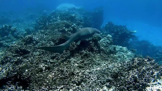 Swimming with a Tawny Nurse Shark on the Great Barrier Reef.