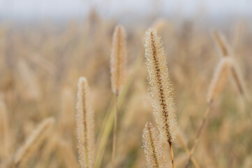 Autumn, foggy morning in the meadow with dew on the plants.