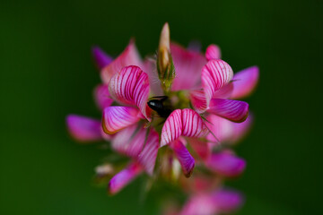 close up of a pink flower