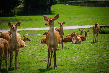 Naklejka na ściany i meble The roe deer in zoo park, UK