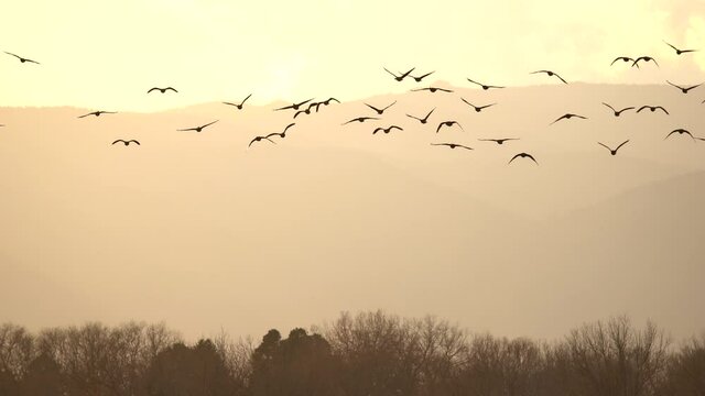 Flock of Geese flying against a background of mountains