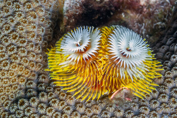 Spirobranchus giganteus, Christmas tree worms