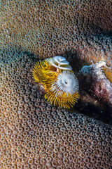 Spirobranchus giganteus, Christmas tree worms