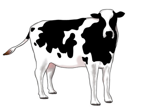 牛のイラスト　ホルスタイン