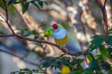  Gouldian finch ,Chloebia gouldiae,