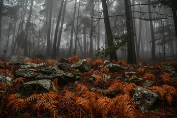 autumn in the forest