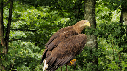 Portrait of sea eagle(Haliaeetus albicilla) observes the surroun