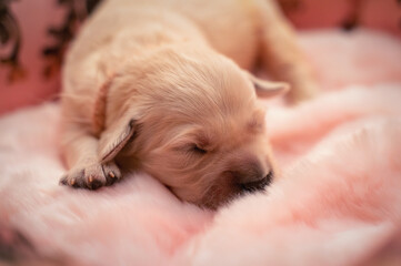 Tiny sweet newborn puppies of a golden retriever.