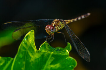 Dragonfly in garden