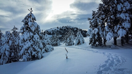 snow covered trees