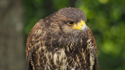 Saker falcon (Falco cherrug) looking for the prey