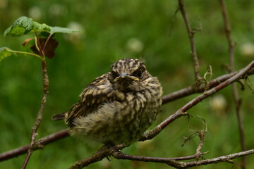 Thrush chick tranquil sits on a branch in the morning sunlight
