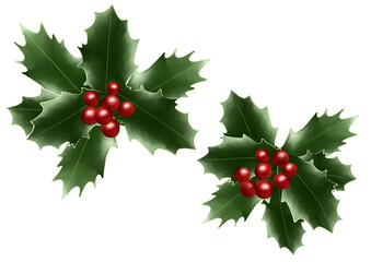 ヒイラギ　イラスト素材
