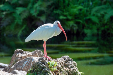  American white ibis ,Eudocimus albus