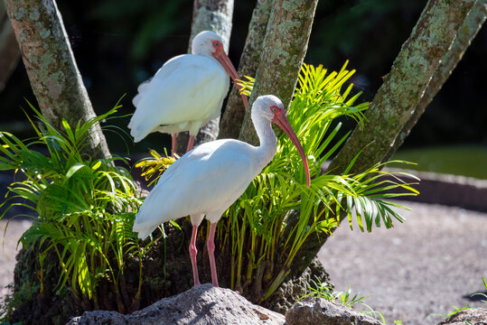  American white ibis ,Eudocimus albus