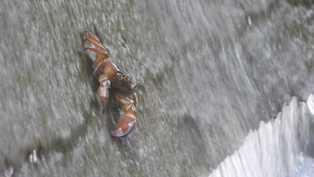 Crab eating food in water ..