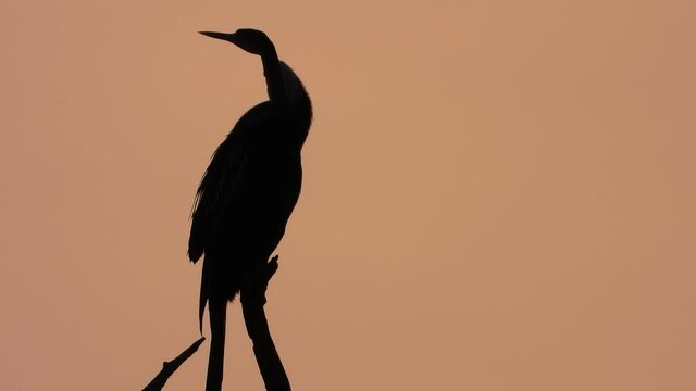 Anhinga enjoying sunset , ,..