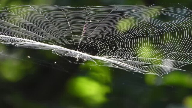 Spider web in forest ...