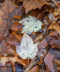 Autumn leaves in forest