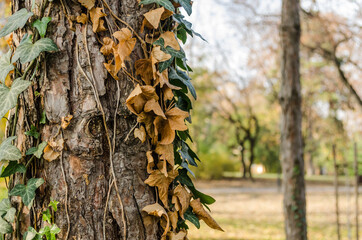 An evergreen ivy plant wrapped around a tree 