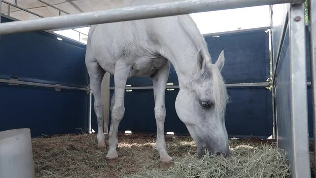 A pale horse eats grass in its stable