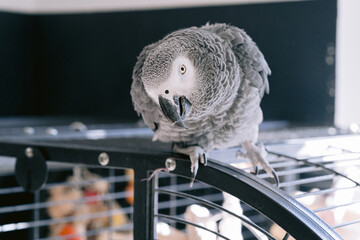 Graupapagei guckt in die Kamera