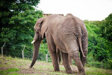 Obraz premium Th elephant in the zoo park