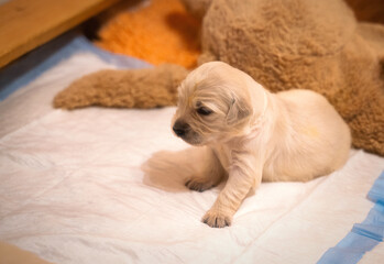 Tiny sweet newborn puppies of a golden retriever.