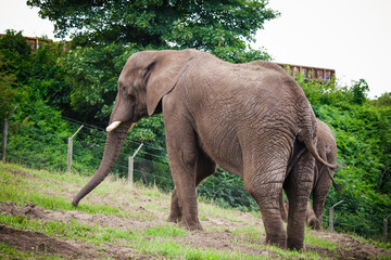 Fototapeta na wymiar Th elephant in the zoo park