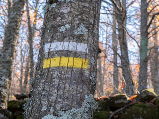 MARK IN TREE, OF A SMALL TRAIL IN THE MOUNTAIN