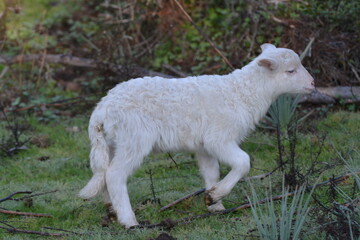 Fototapeta premium Agnello