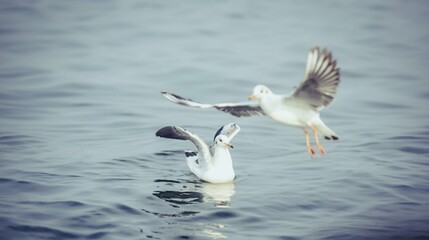 seagull in flight