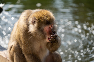 Monkey drinking Water at Waterside