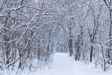 Winter path or road in a snow-covered fairy forest
