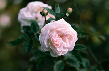 Soft summer background of flowers close up