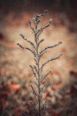 A lone plant on a blurry background. Light autumn background of coffee tinting