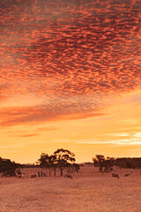 Fototapeta na wymiar Orange sunset with altostratus mid-level clouds over a flock of sheep on outback farm in australia
