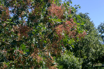 Branch with the fruits of the plant (Pistacia terebinthus)