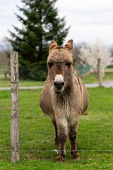portrait of donkey in pasture