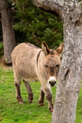 portrait of donkey in pasture