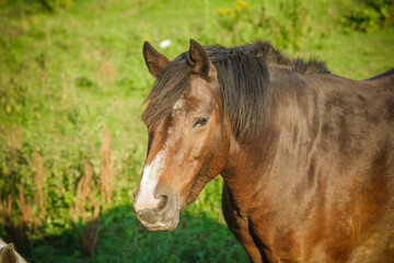 Fototapeta premium The brown horse 