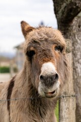 Fototapeta premium portrait of donkey in pasture